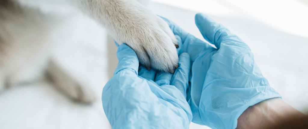 A white dog's paw being held by human hands with blue gloves.