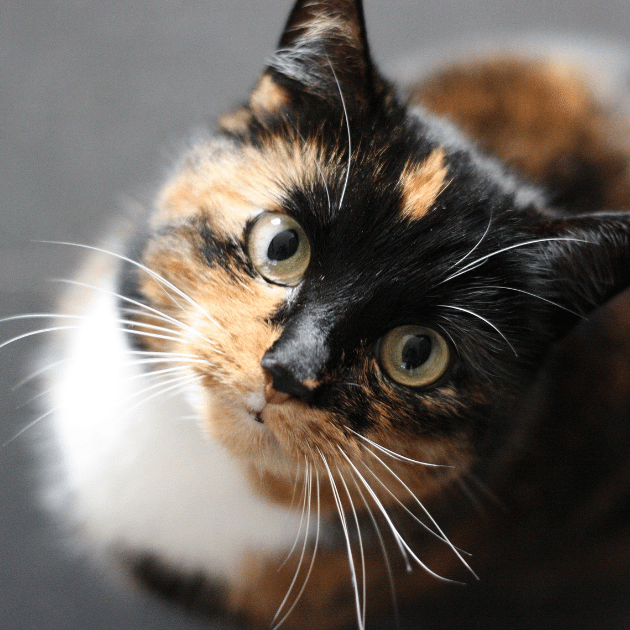 Image of calico cat