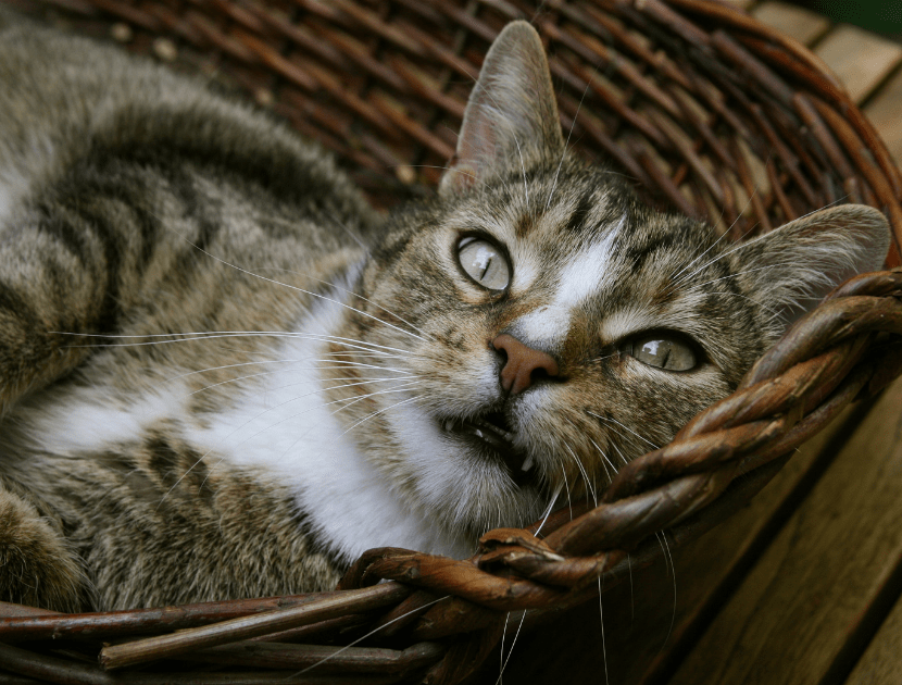 Image of brown, black, and white cat laying in a basket
