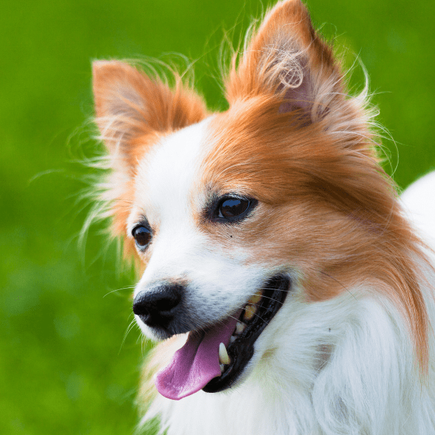 Image of brown and white dog with it's tongue sticking out standing outside