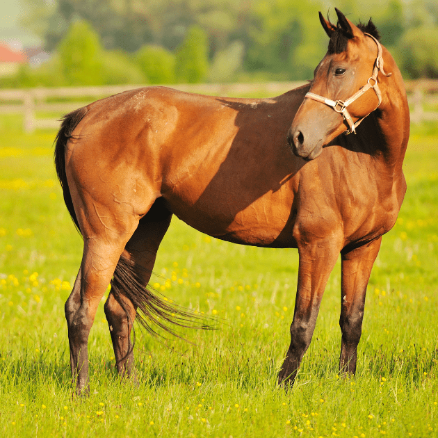 Image of brown horse standing outside