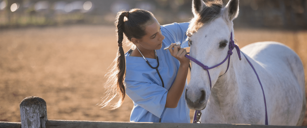 white dappled horse with purple rope halter being examined by a woman long brown hair in blue scrubs. she is using a pen light to examine the horse's eye