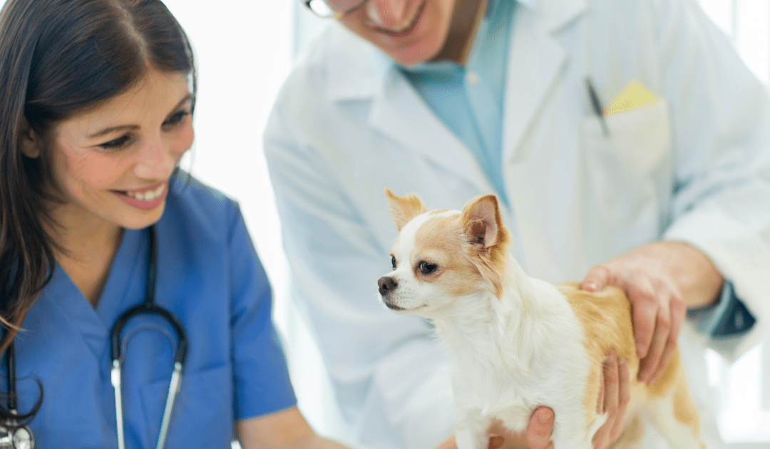 a man with short brown hair and square glasses wearing a blue collared shirt and a white lab coat holding a brown and white longhaired chihuahua on a table. a woman with long dark brown hair wearing blue scrubs and a stethoscope around her neck