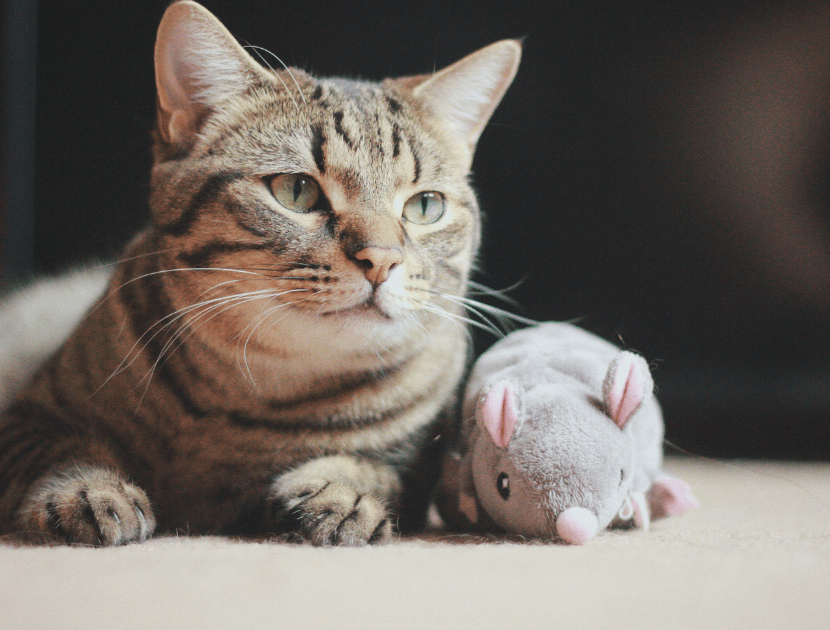 a brown tabby cat looking to the side of the camera with a mouse toy at his side