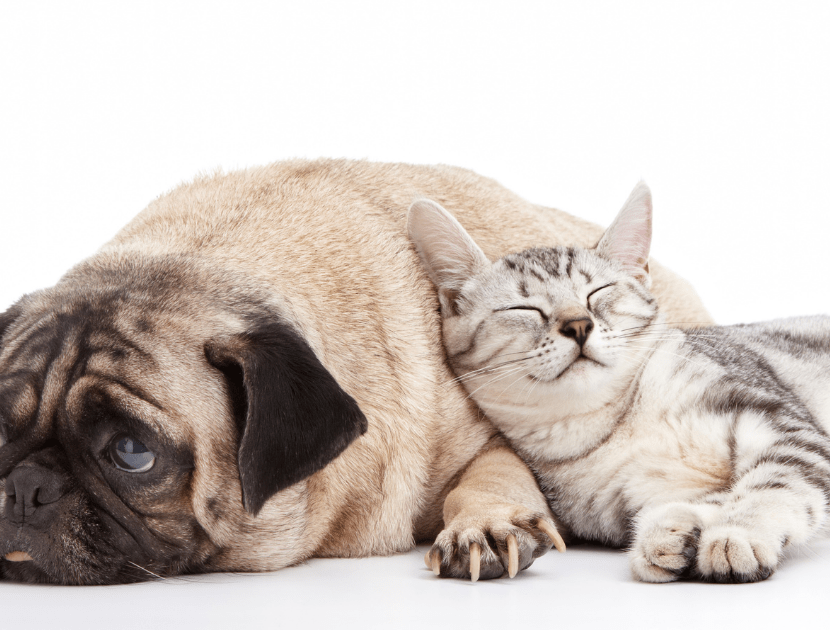 Image of white and grey domestic short hair cat lying on pug