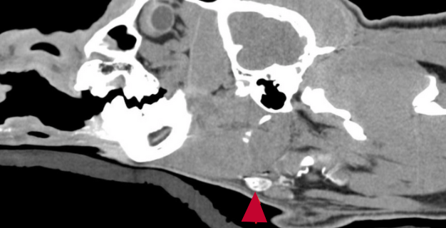 Image of CT of head neck of dog. There is a small brightly colored mass in his neck indicated by a red arrow. 