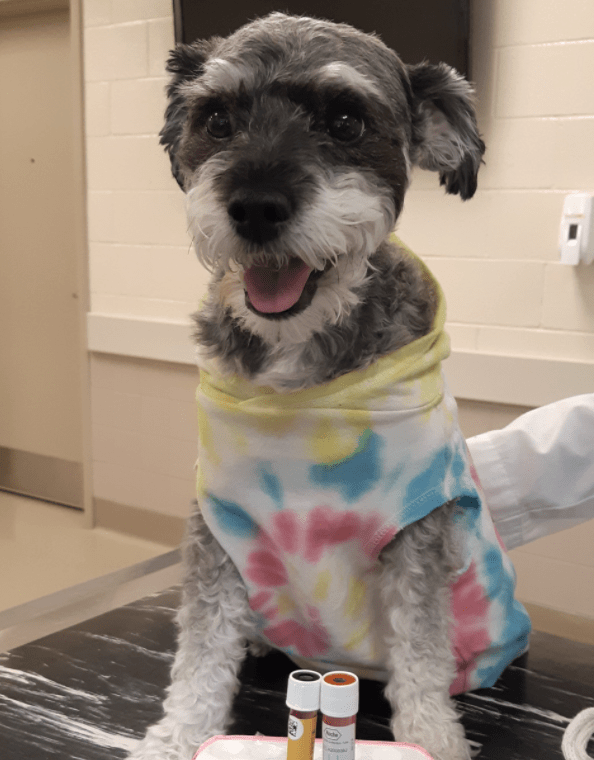Image of a grey dog wearing a multi-color tie dye sweater