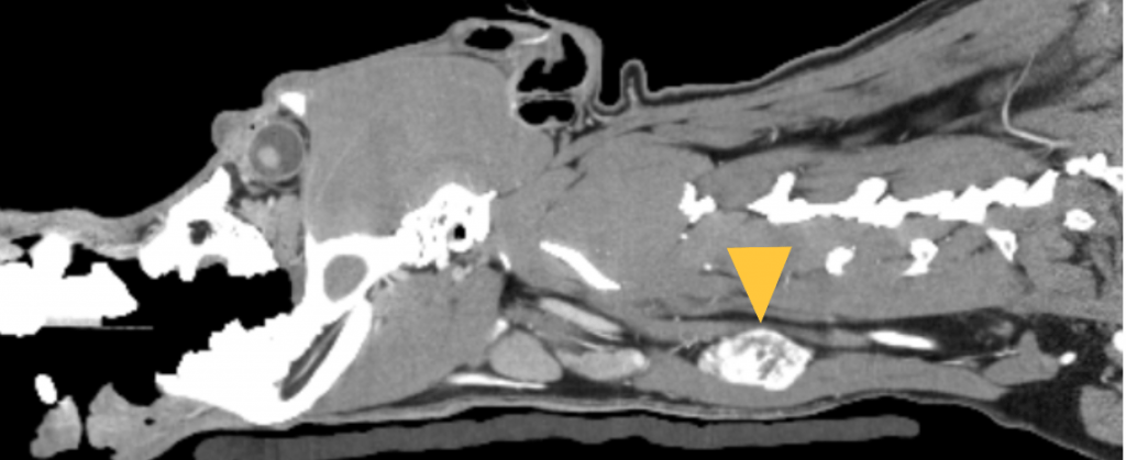 Sagittal CT scan of a dog's (Jax's) head and neck. A tumour can be seen in the thyroid gland.