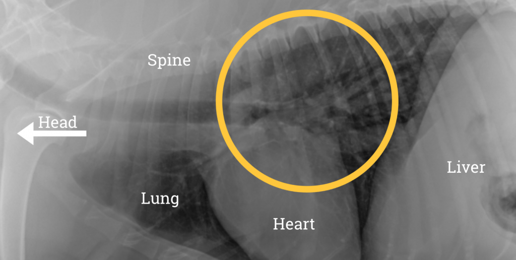 A dog's (Monty's) thoracic radiograph. A tumour can be seen in the left lung.