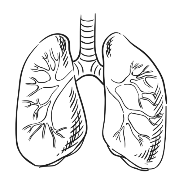 Cartoon image of lungs.
