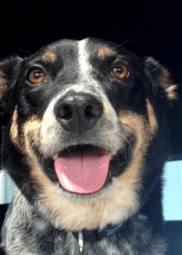 Image of Buddy, a black and tan dog in the car with his tongue out.