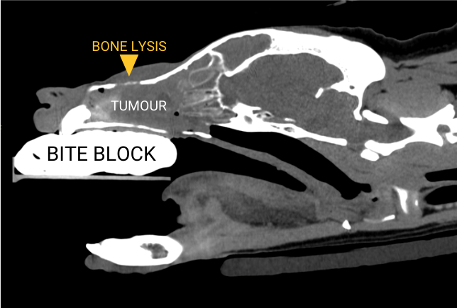 A computed tomography (CT) scan of a dog's (Reggie's) tumour. The tumour can be seen in the hard palate (roof of mouth).