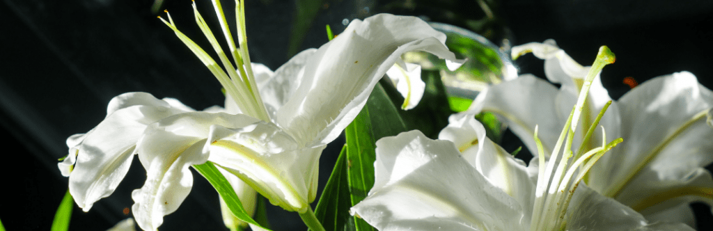 Lilies (flower). 