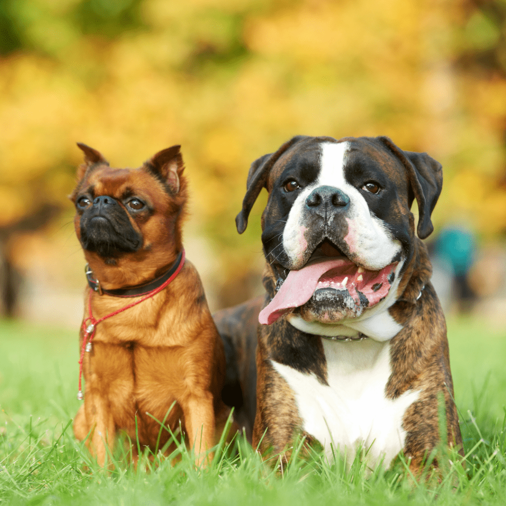 Image of two dogs (one brown and white, one brown) sitting in the grass outside