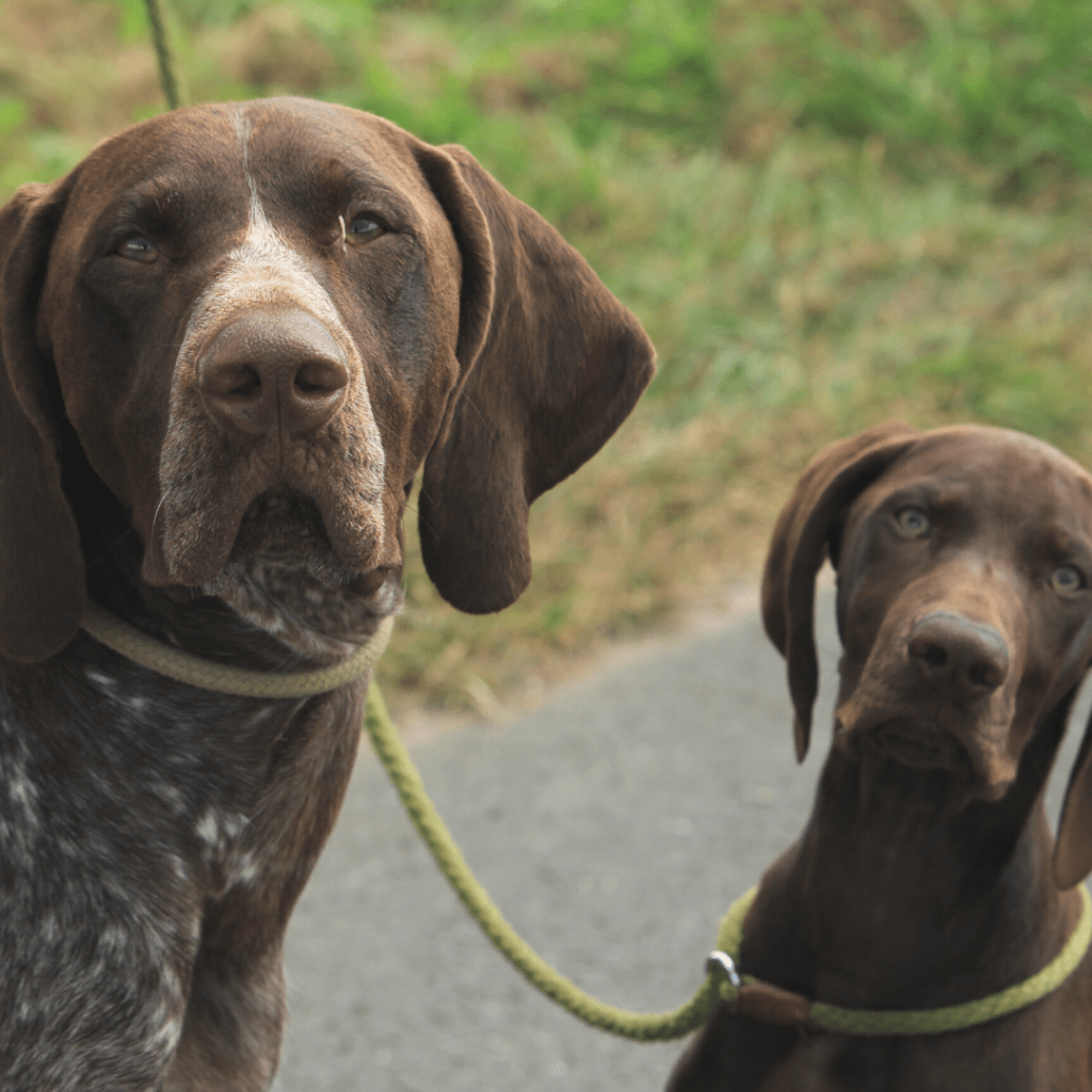 Image of two brown dogs (one spotted brown) sitting outside
