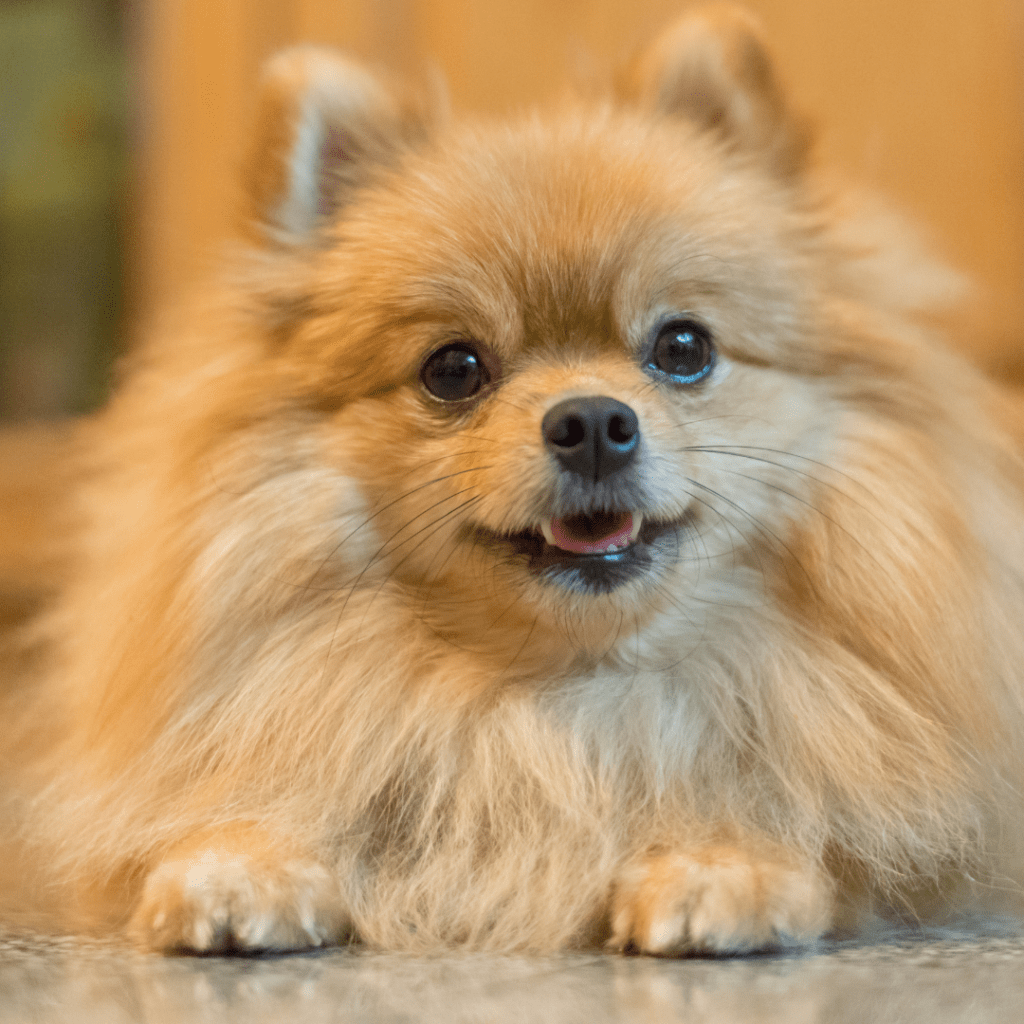 Image of a Pomeranian laying down inside 