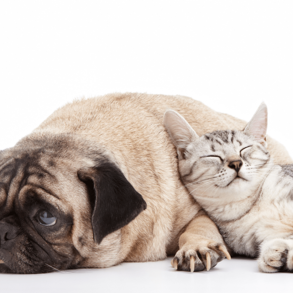 Image of a grey domestic short hair cat snuggling with a pug