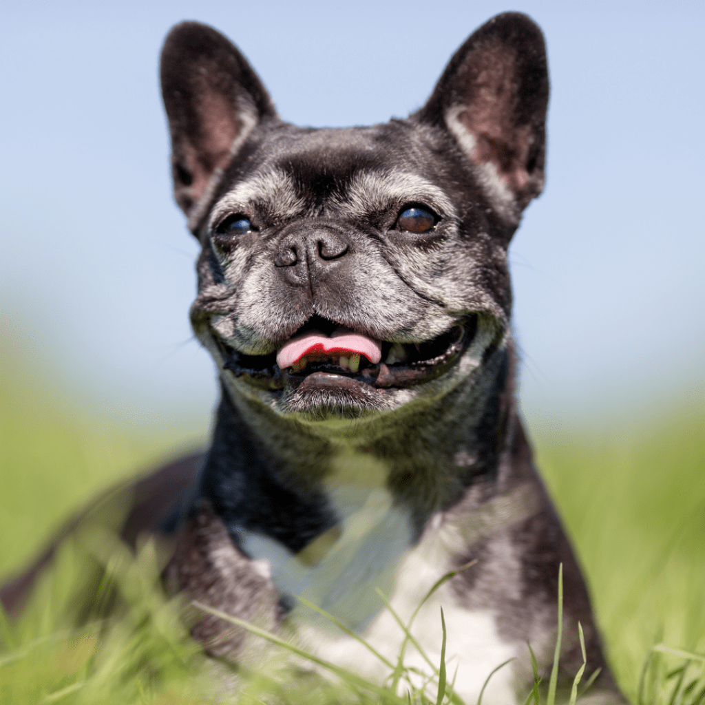 Image of french bulldog laying down outside with it's tongue out
