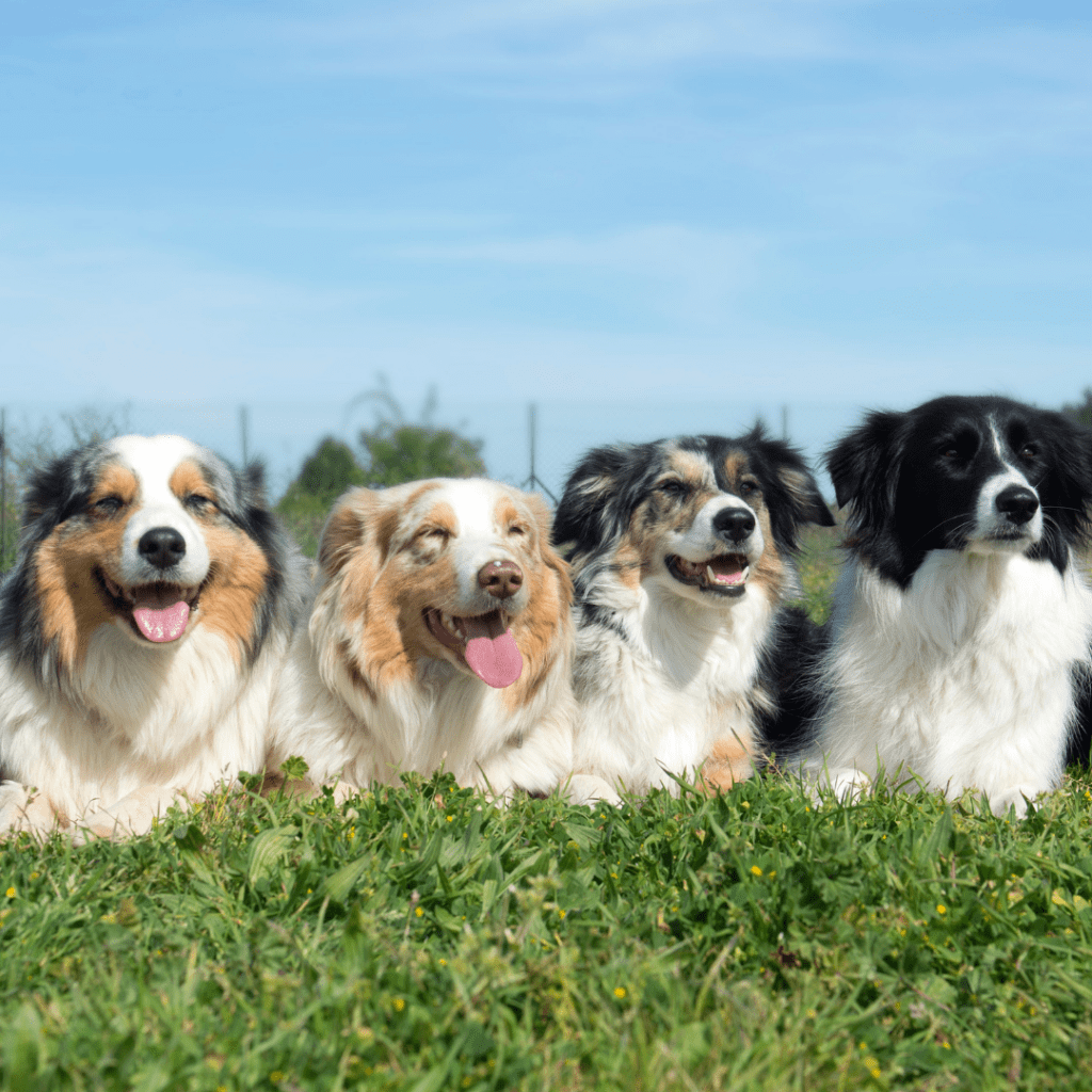 Image of 4 border collies (One back and white, two black white and brown, one brown and white) laying outside