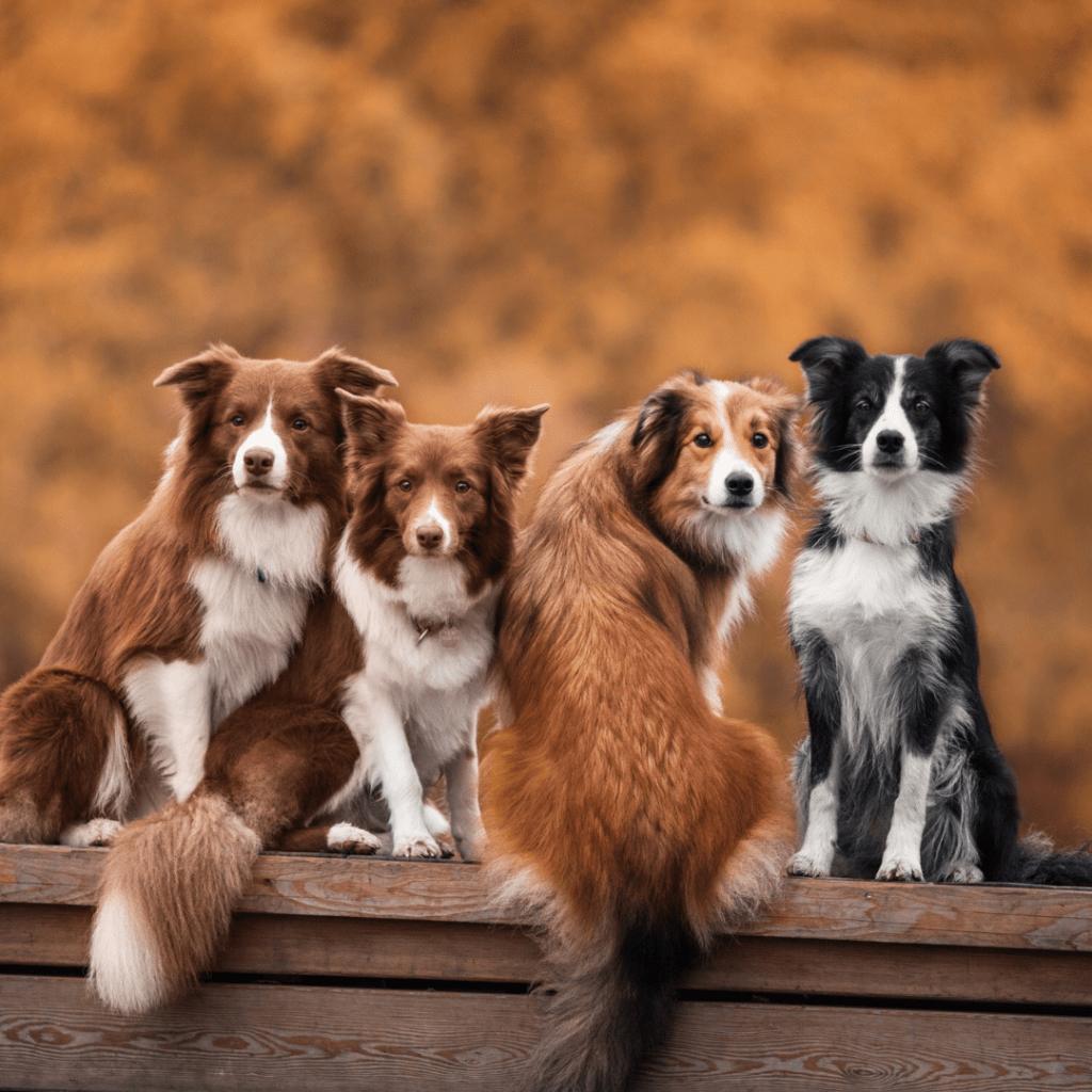 Image of 4 border collies (3 brown and white, 1 black and white)