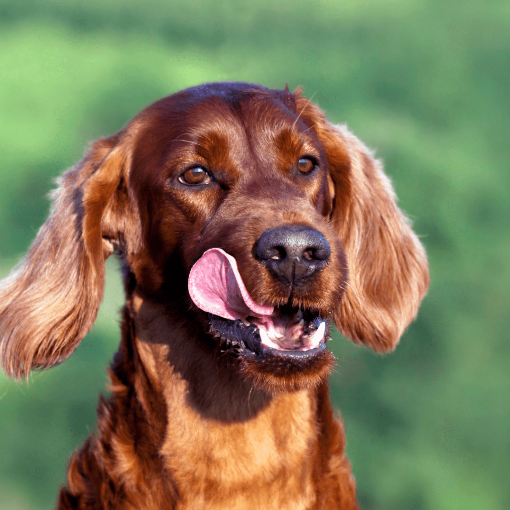 Image of brown dog with it's tongue out outside