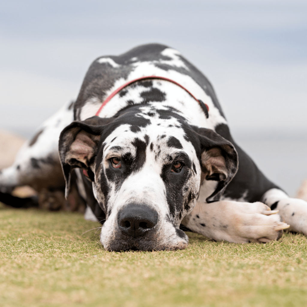 Image of white and black Great Dane dog laying down outside