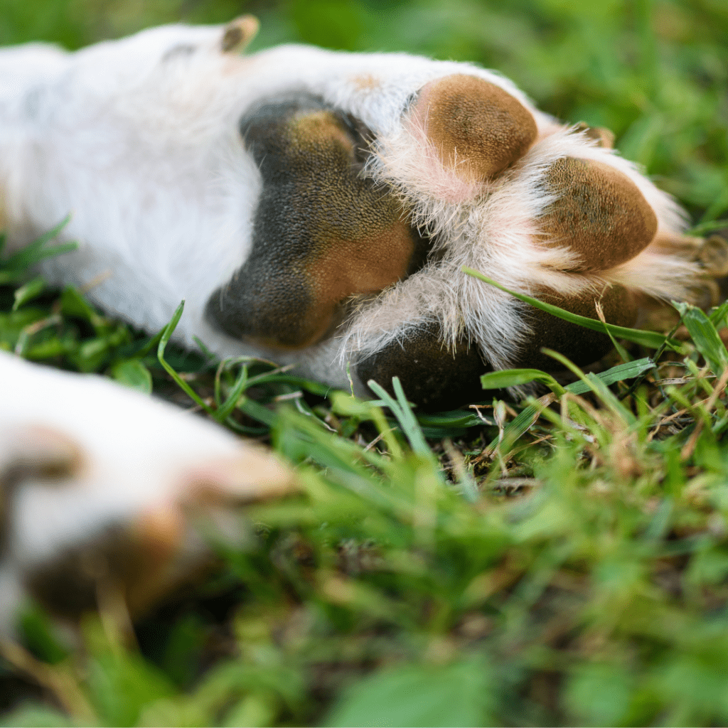Image of a white dog paw outside laying in the grass
