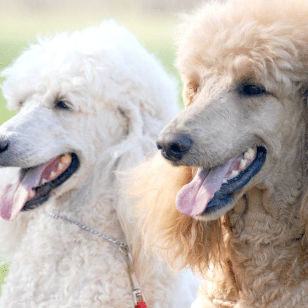 Image of 2 poodles (1 white, 1 brown) with their tongue out sitting outside