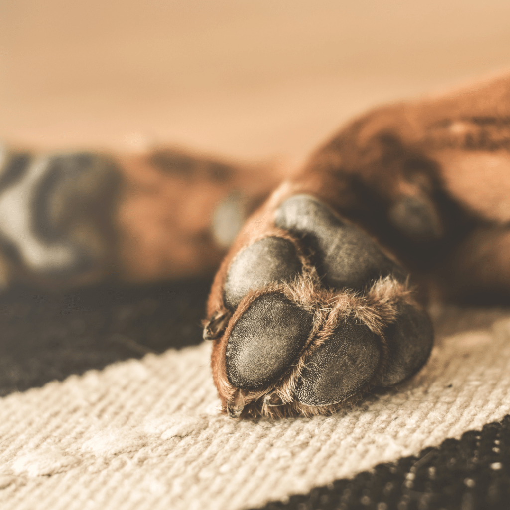 Image of paw of a brown dog on a rug