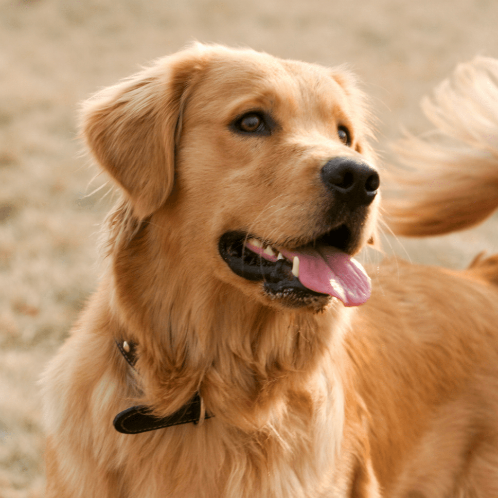 Image of a golden retriever with it's tongue out