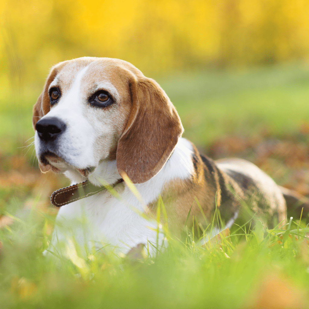 Image of a beagle laying down outside