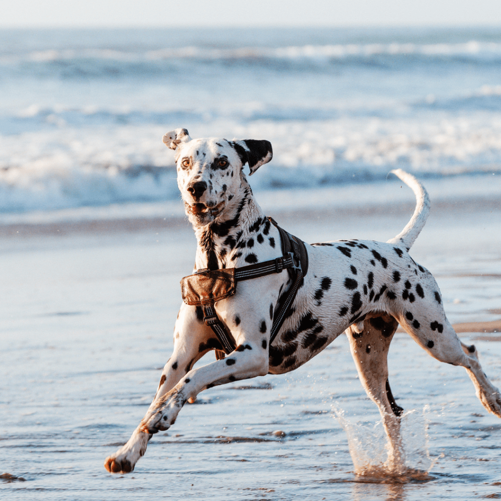 Image of a dalmation running on the beach