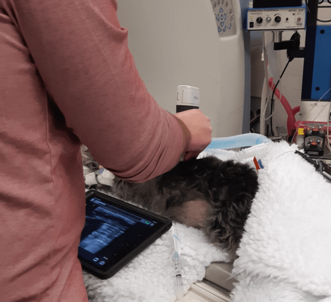Dog (Chloe) undergoing an ultrasound for tumour diagnosis. A veterinarian is holding the ultrasound probe to Chloe's pulmonary region.