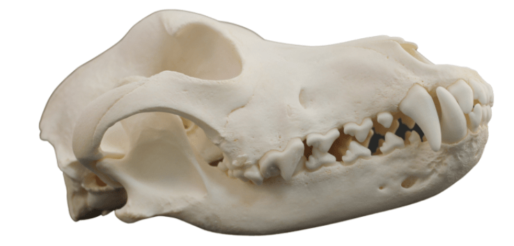 White skull of a dog