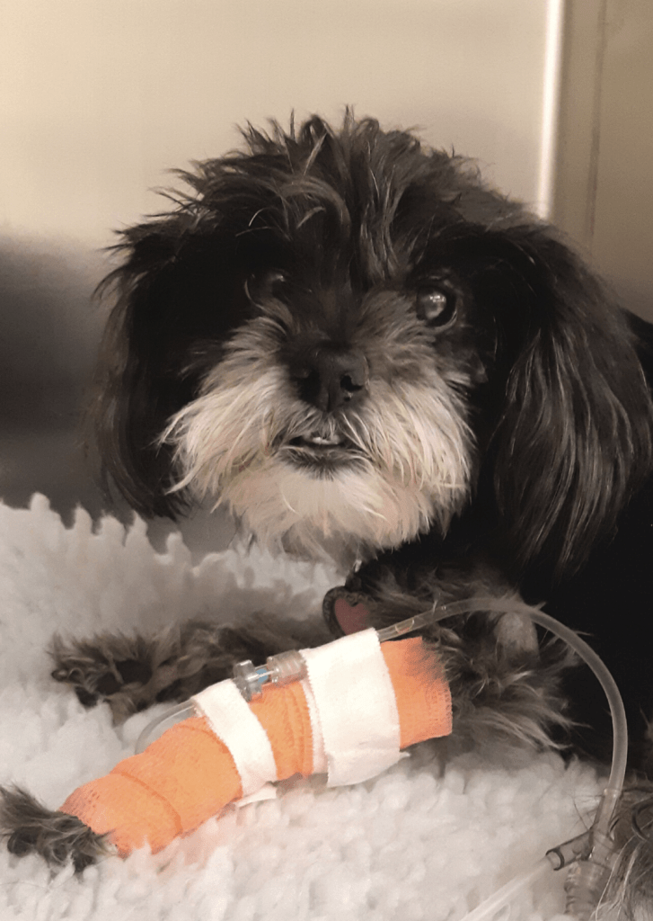Cute black and white fluffy dog (Chloe) receiving intravenous fluid. 