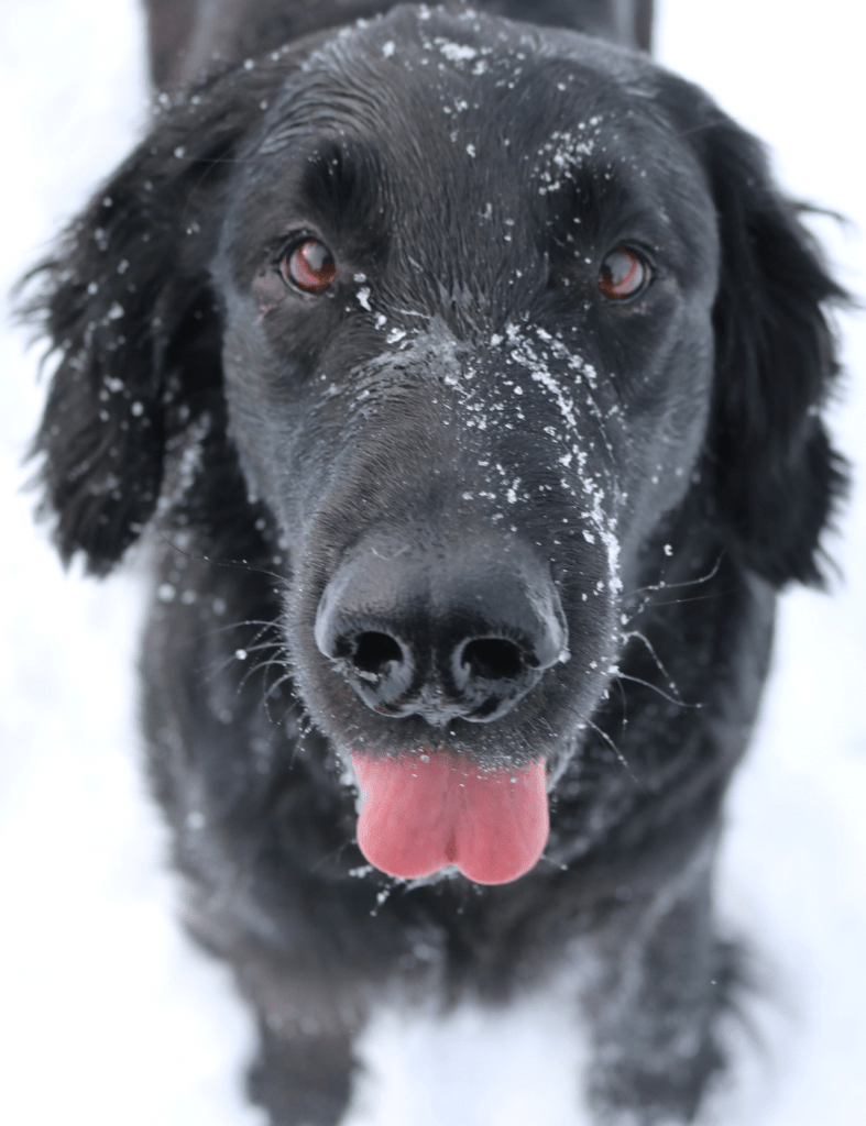Image of Maestro, a black dog with a pink tongue out in the snow.