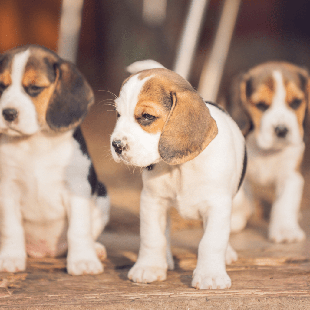 Image of 3 beagle puppies on a wooden floor