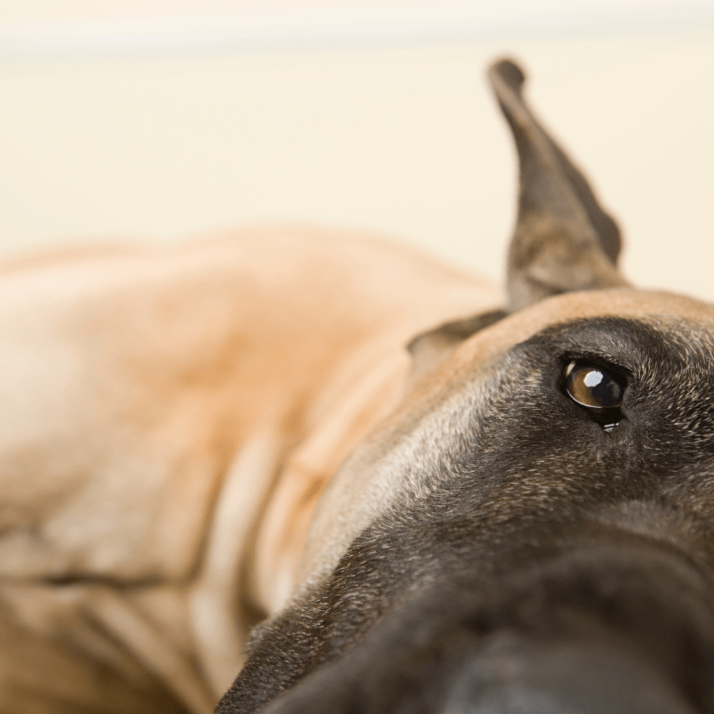 Image of great dane laying down inside
