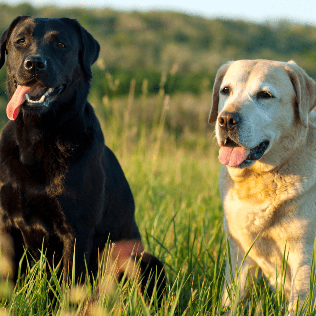 Image of two Labrador Retrievers (One black one yellow) sitting outside 