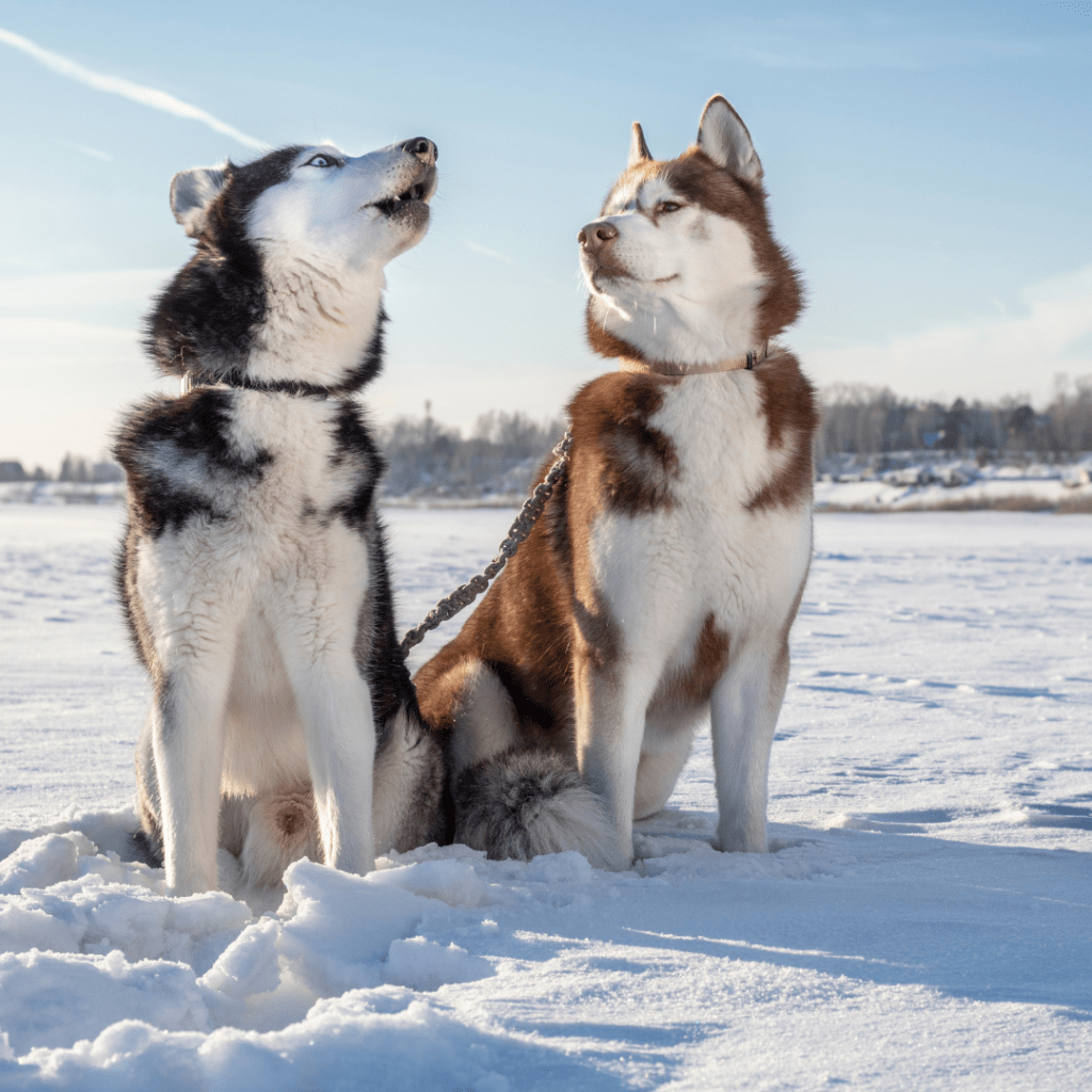 Image of two husky dogs (one black and brown and one white and brown) sitting outside in the snow