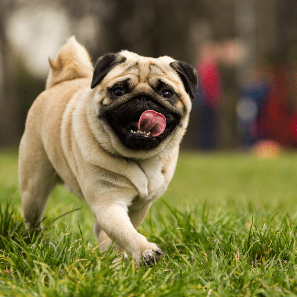 black pug walking with tongue out.