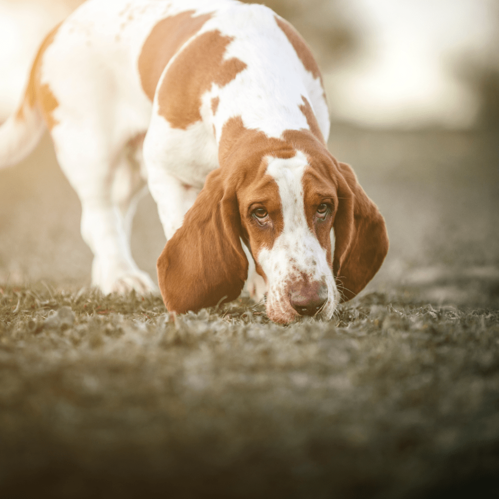 Image of a hound sniffing the ground outside