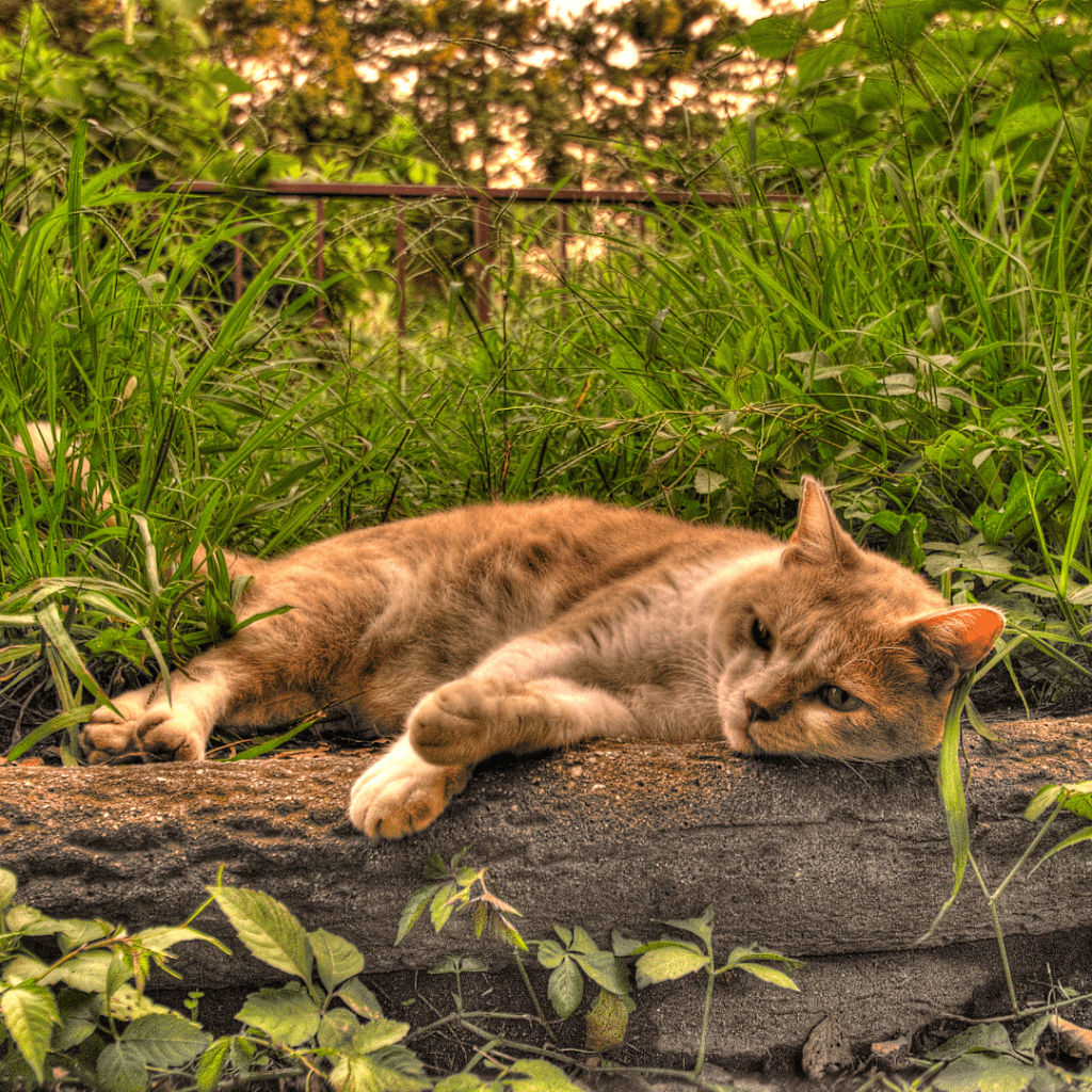 Image of brown and white cat lying down outside