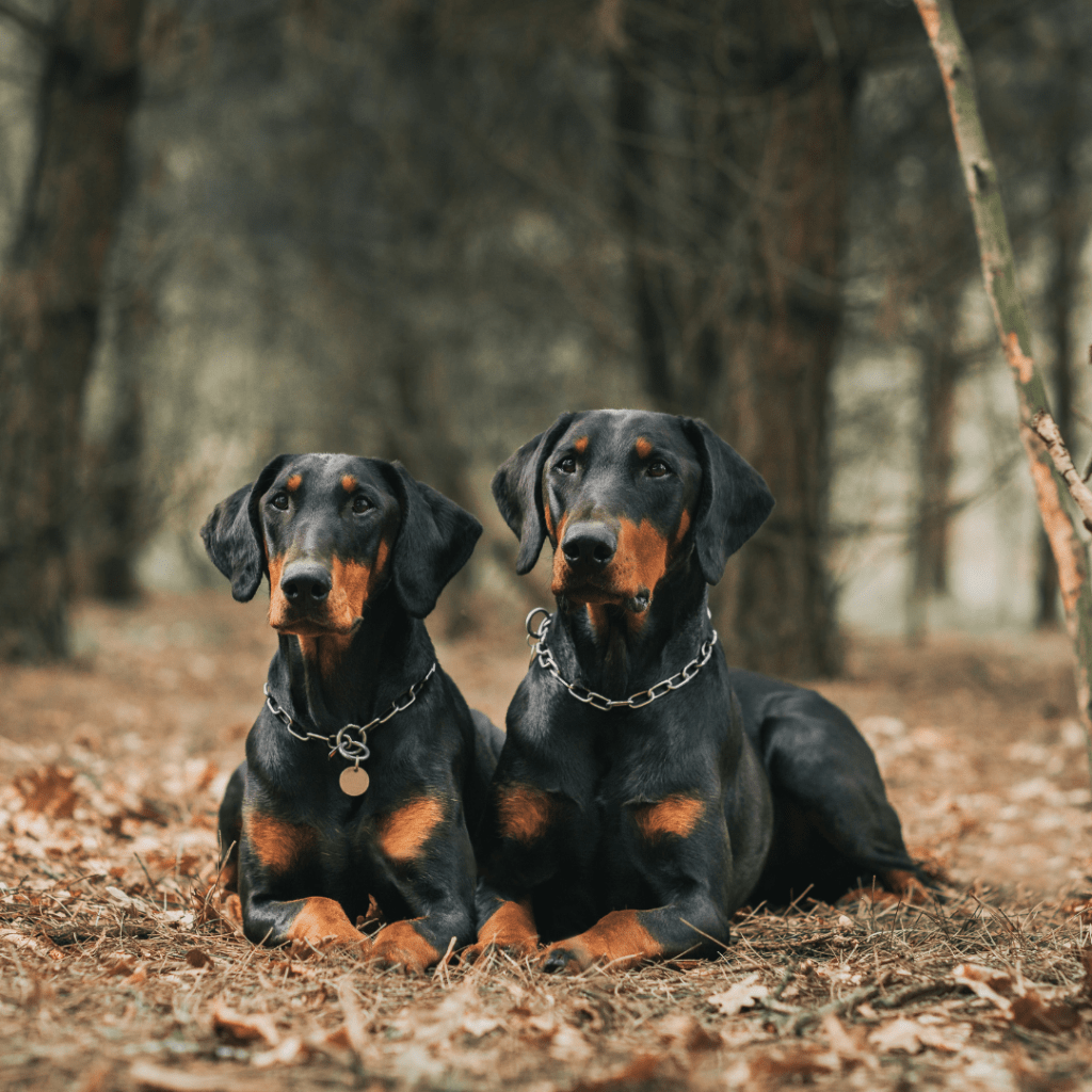 Image of two brown and black dogs outside laying in leaves