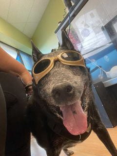 Image of Reggie, a black dog wearing sunglasses.