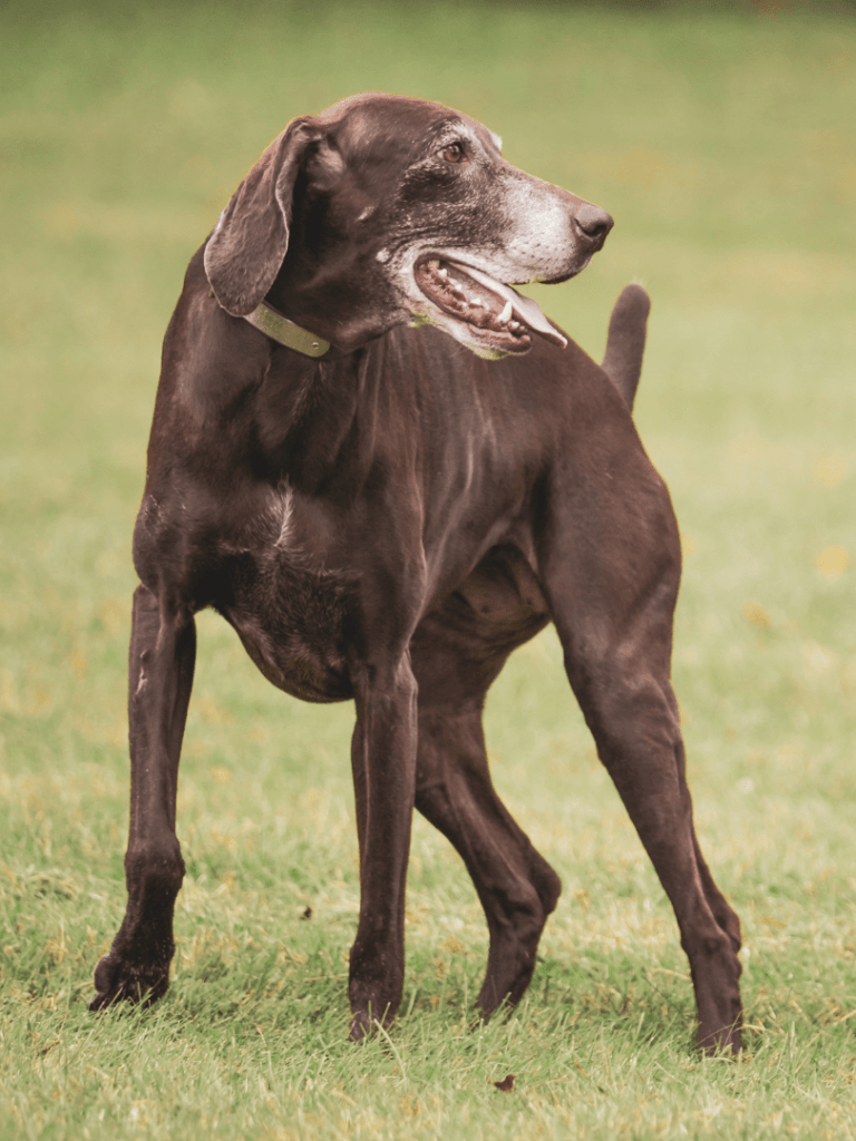 Image of a brown german shorthair pointer dog outside