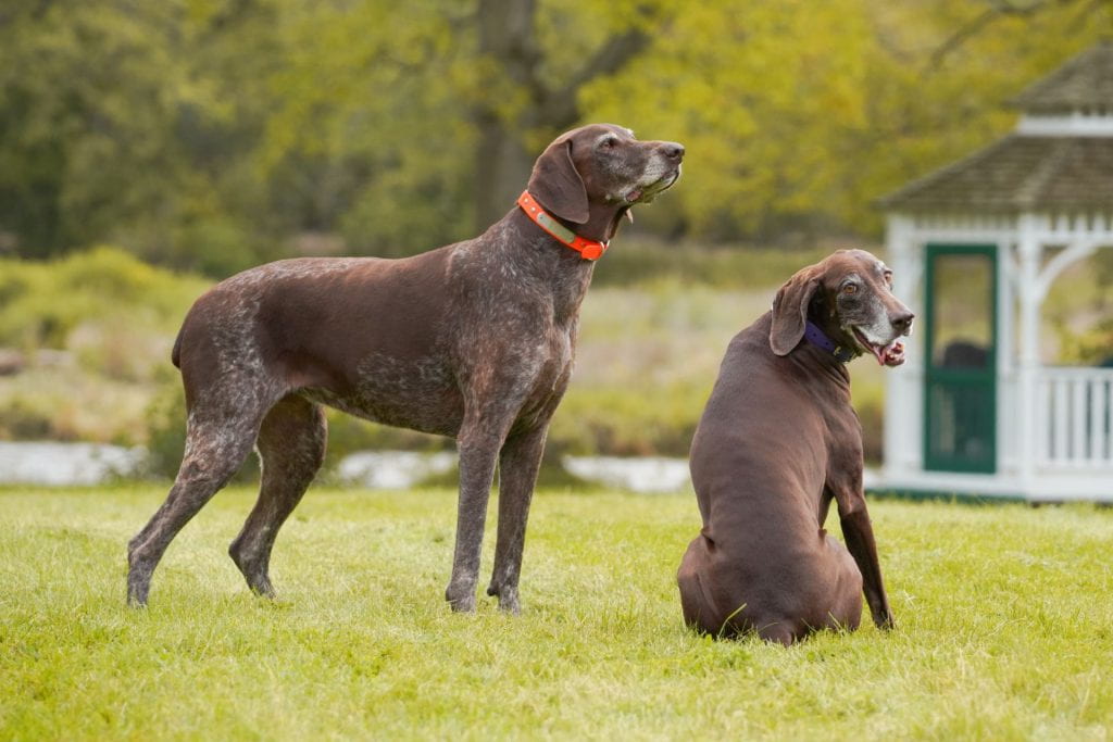 Image of two german shorthair pointers outside