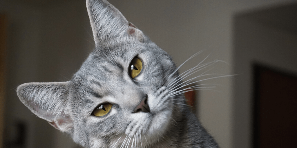 Image of a grey cat with bright green eyes looking at the camera with its head tilted to the left.
