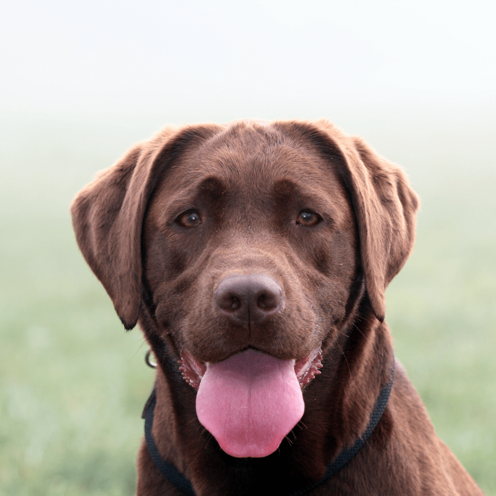 Image of a chocolate brown labrador outside with his tongue out