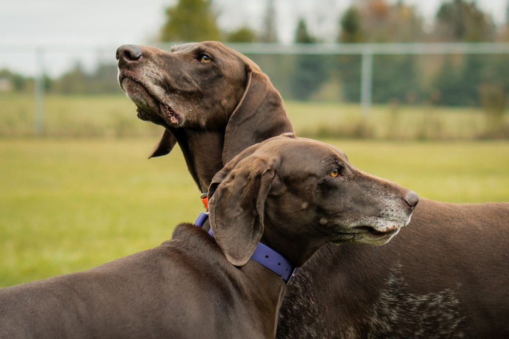 Image of two brown german shorthair pointer dogs outside